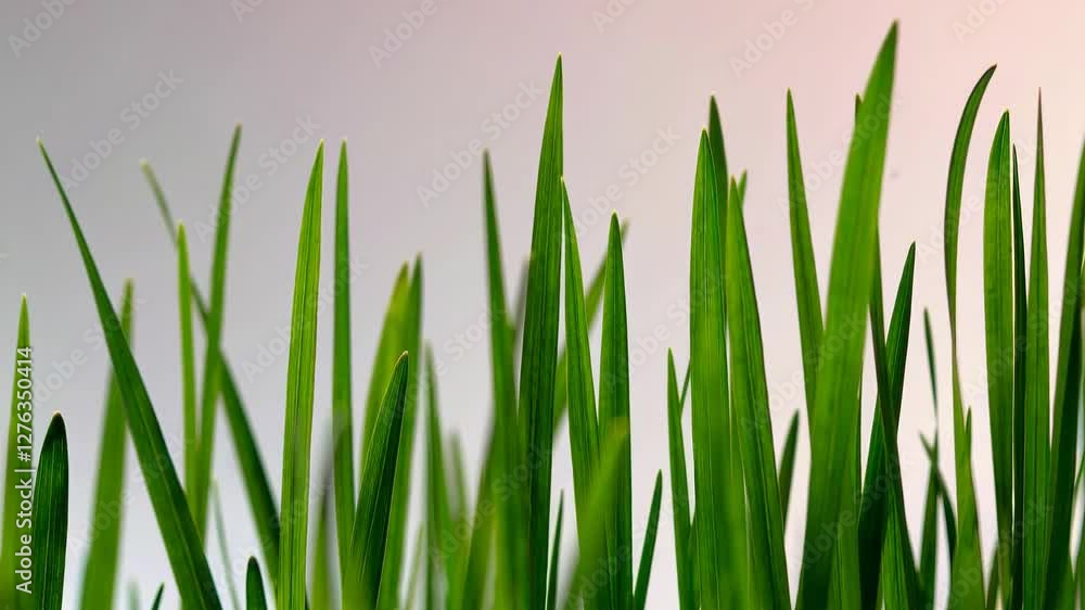 Close-up of vibrant green grass blades against a soft, blurred background, nature and tranquility concept Close-up of vibrant green grass blades against a soft, blurred background, nature and tranquility concept
