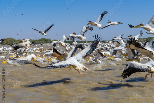 Parco nazionale degli uccelli di Djoudj in senegal a Saint Louis