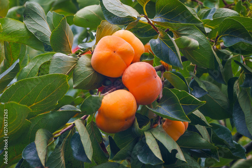 Persimmon tree fresh fruit that is ripened is hanging on the branches in the plant garden is juicy fruit and ripe fruit with persimmon trees lovely crisp juicy sweet hard crisp varieties.