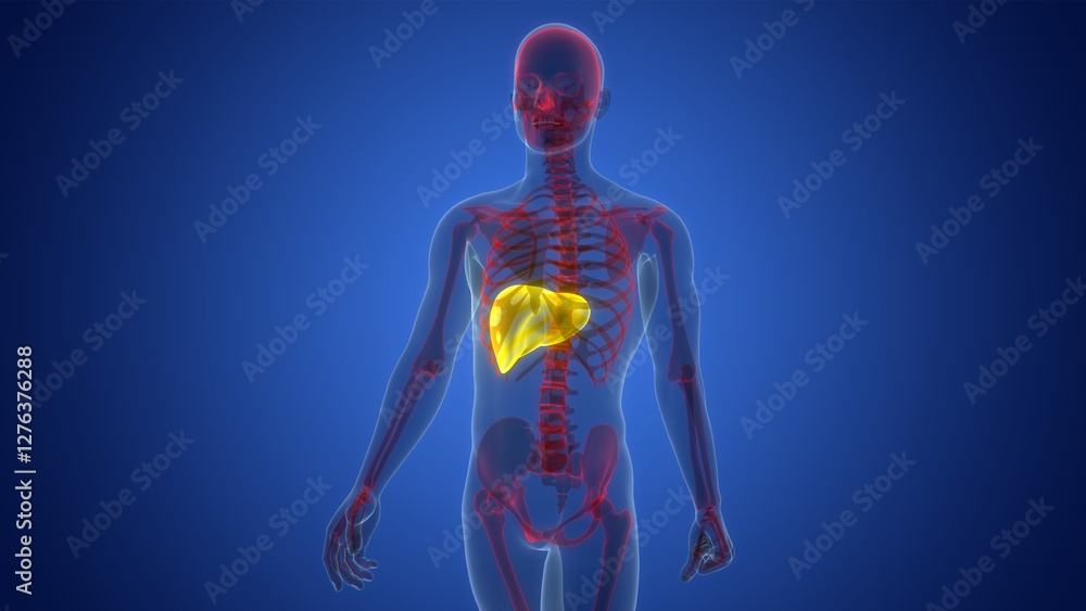 Human Internal Digestive Organ Liver Anatomy Human Internal Digestive Organ Liver Anatomy