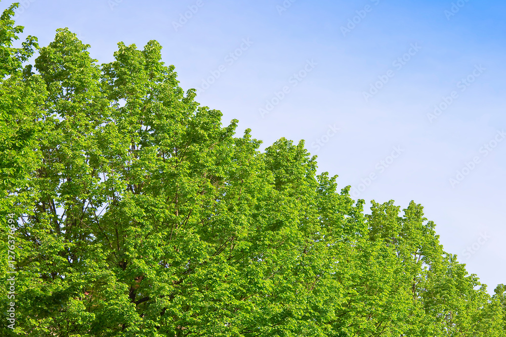 Natural background with branches and green leaves of trees in sp Natural background with branches and green leaves of trees in sp
