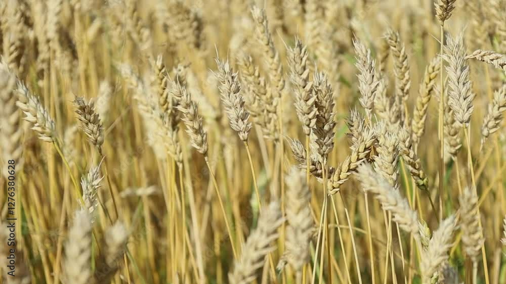 Golden wheat fields sway gently under the sun in a rural landscape during harvest season showcasing the beauty of agriculture Golden wheat fields sway gently under the sun in a rural landscape during harvest season showcasing the beauty of agriculture