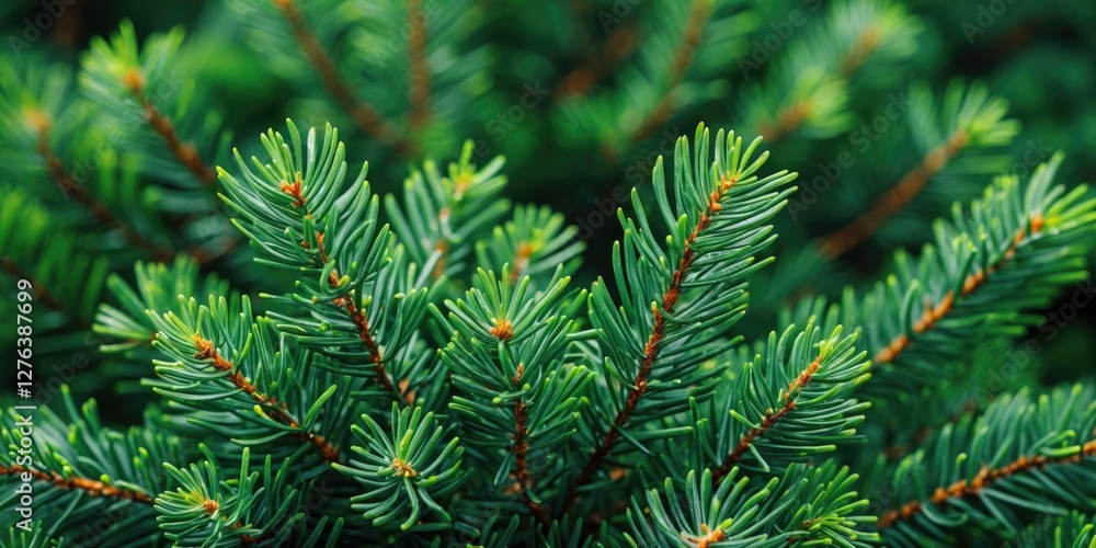 Close-up of evergreen conifer tree branches with needle-like leaves in rich green tones and natural texture Close-up of evergreen conifer tree branches with needle-like leaves in rich green tones and natural texture