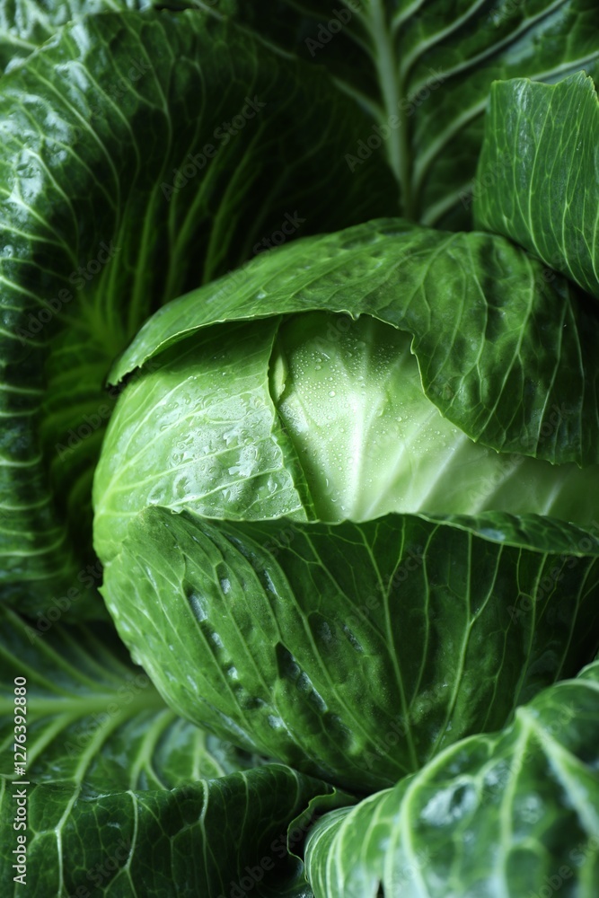 Fototapeta premium Whole ripe head of cabbage as background, closeup