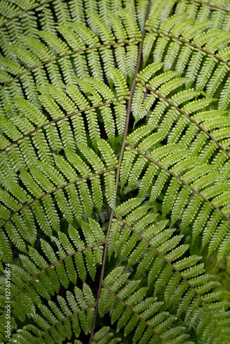 Costa Rica Cloud Forest