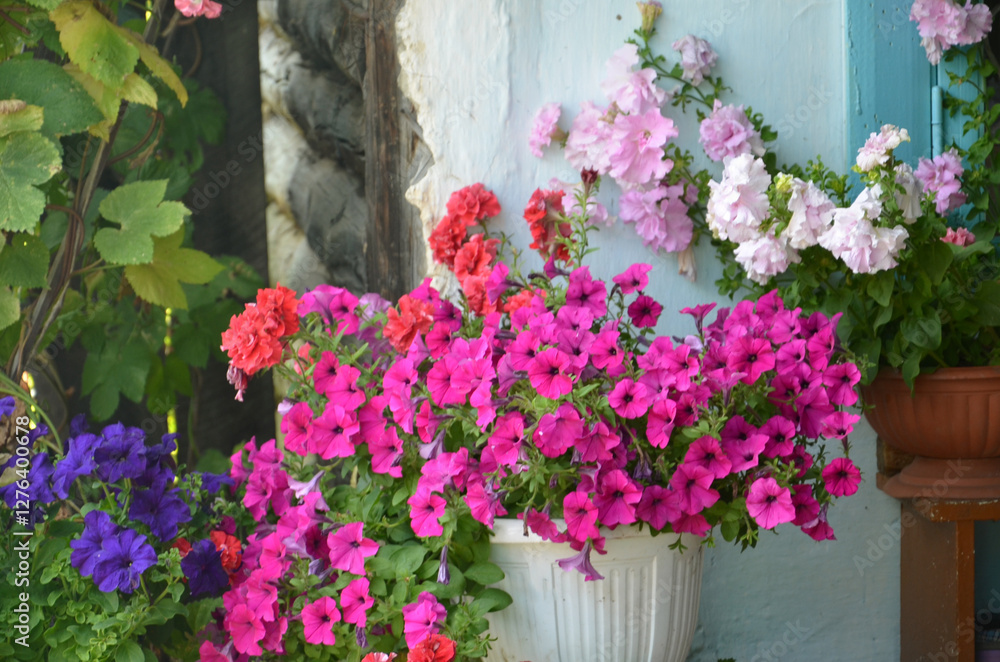 Fototapeta premium Flowers in pots near the house, flower garden, garden flowers, pink petunia