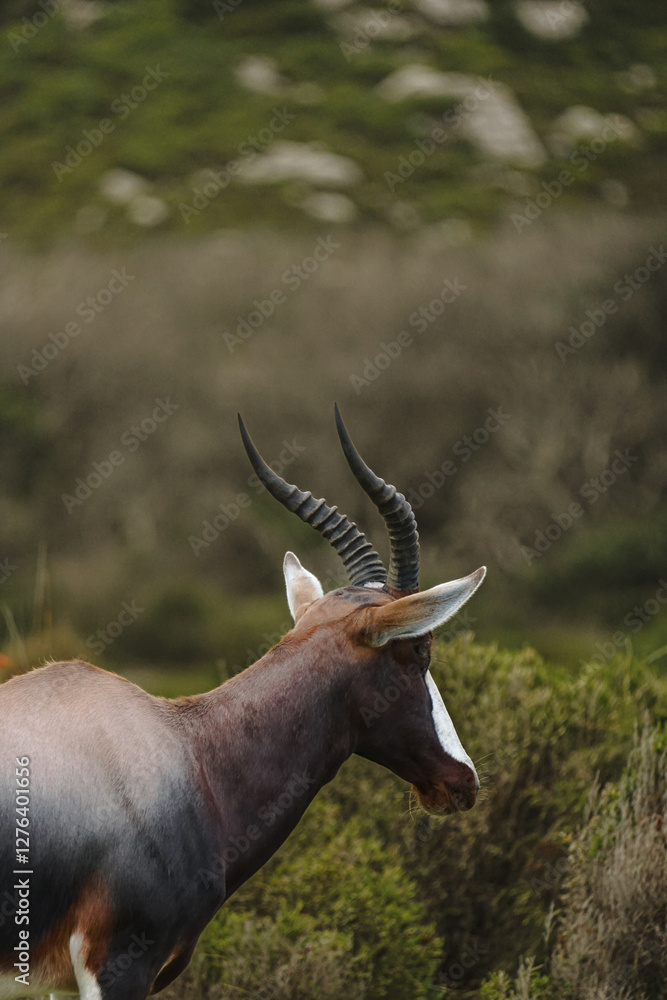 Grace and resilience in the wild – a stunning bontebok antelope stands in serene solitude, its elegant horns reaching towards the sky. Captured in its natural habit Grace and resilience in the wild – a stunning bontebok antelope stands in serene solitude, its elegant horns reaching towards the sky. Captured in its natural habit