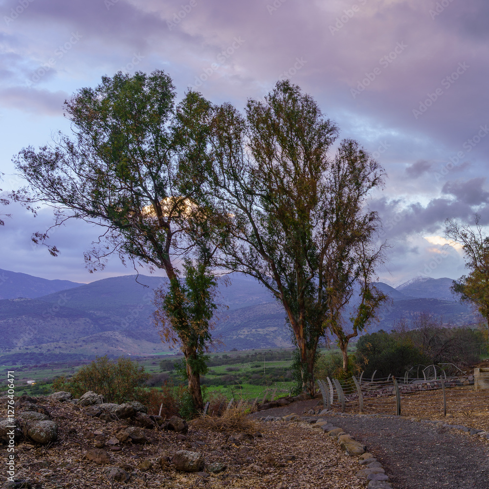 Sunset view of Eucalyptus trees, Golan Heights