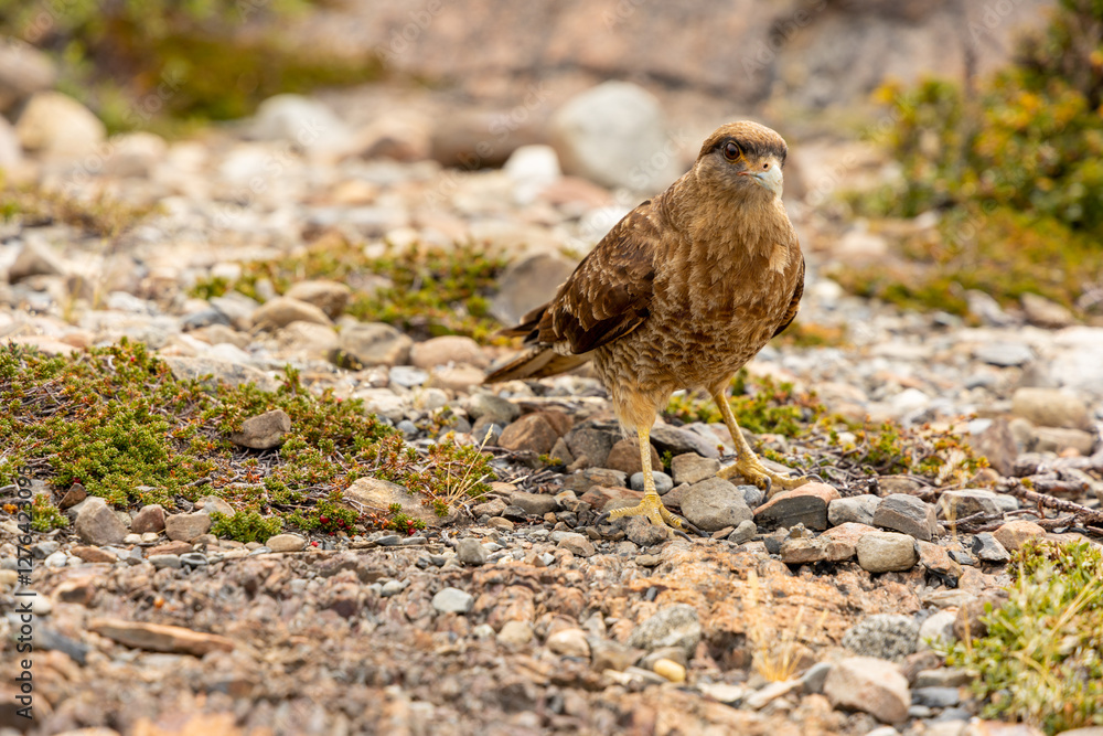 Obraz premium The chimango caracara also known as chimango or tiuque, Milvago chimango is a species of bird of prey in the family Falconidae, the falcons and caracaras found in Argentina, Bolivia, Brazil, Chile, Pa