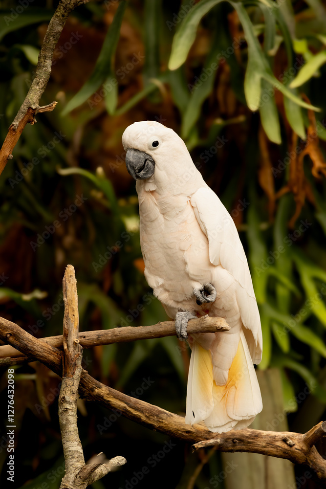 white cockatoo on branch in zoo white cockatoo on branch in zoo