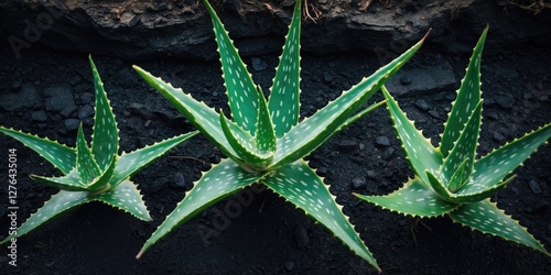 Aloe vera plants with green spiky leaves and white spots on dark soil background. Close-up view of three aloe vera plants.