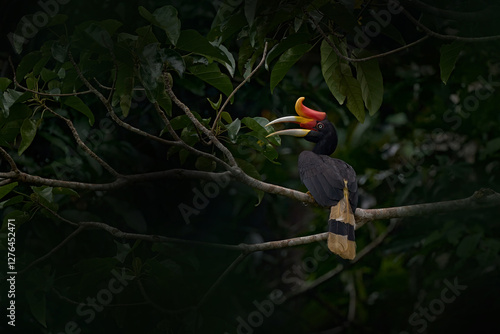 Hornbill in dark tropic forest. Rhinoceros hornbill, Buceros rhinoceros, big black bird with orange bill beak in nature gorest habitat. Kinabatangan, Borneo, Malaysia. Flight bird. photo