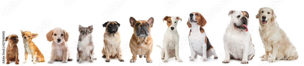 Fototapeta premium Adorable dogs of different sizes in row on white background, from smallest to largest