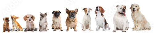 Photography Adorable dogs of different sizes in row on white background, from smallest to la