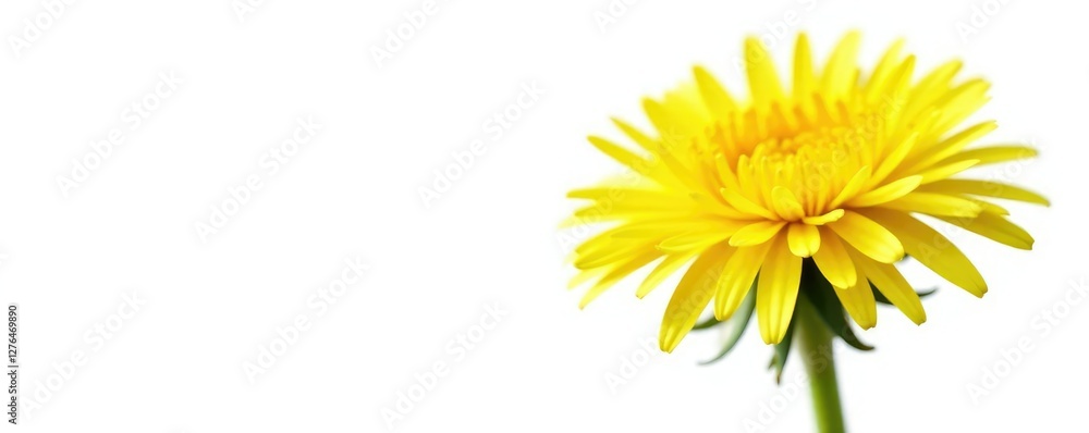 Obraz premium Bright yellow dandelion flower isolated on white background, sunshine, nature