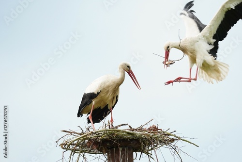 Photography Two White Storks Building their Nest Together with Twigs in their Beaks