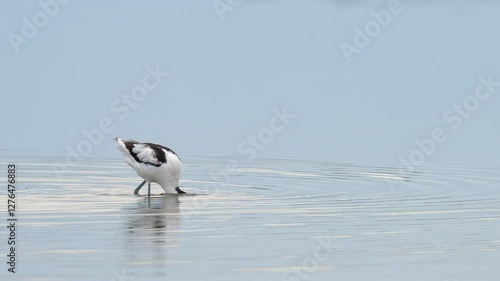 A Pied Avocet walking in shallow water