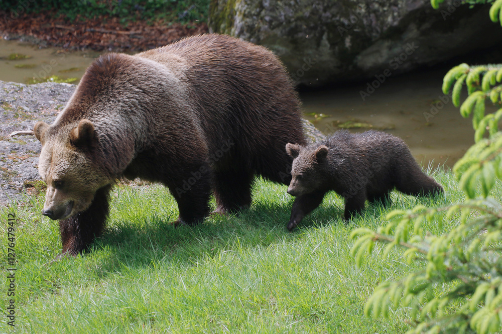 Braunbär (Ursus arctos) Muttertier mit Jungem Braunbär (Ursus arctos) Muttertier mit Jungem