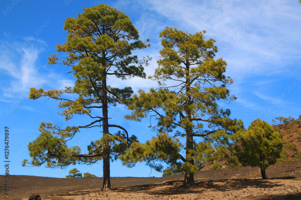 Obraz premium Kanaren-Kiefer in Landschaft, Insel La Palma, Kanaren, Spanien, Europa