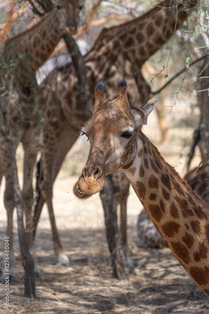 Riserva naturale di Bandia in senegal
