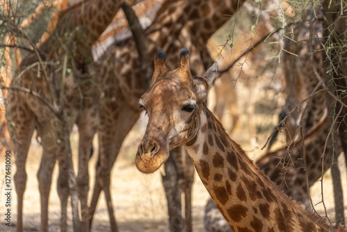 Riserva naturale di Bandia in senegal