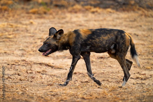 African wild dog, Lycaon pictus, detail portrait open muzzle, Mana Pools, Zimbabwe, Africa. Dangerous spotted animal with big ears. Hunting painted dog on African safari. Wildlife scene from nature. photo