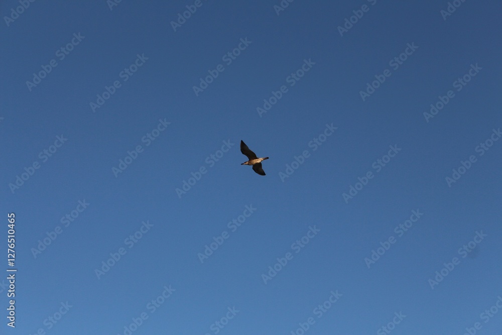 Seagull, bird, sky, nature, eagle, seagull, fauna, clouds, wind, freedom Seagull, bird, sky, nature, eagle, seagull, fauna, clouds, wind, freedom