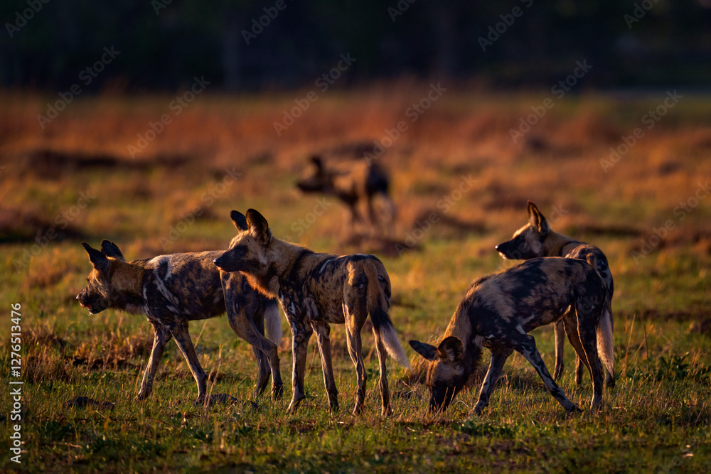 Pack of Wild Dog hunting in Botswana. Wildlife scene from Africa, Moremi, Okavango delta. Animal behaviour, group pride of African wild dogs near the yellow flowered lake. Pack of Wild Dog hunting in Botswana. Wildlife scene from Africa, Moremi, Okavango delta. Animal behaviour, group pride of African wild dogs near the yellow flowered lake.