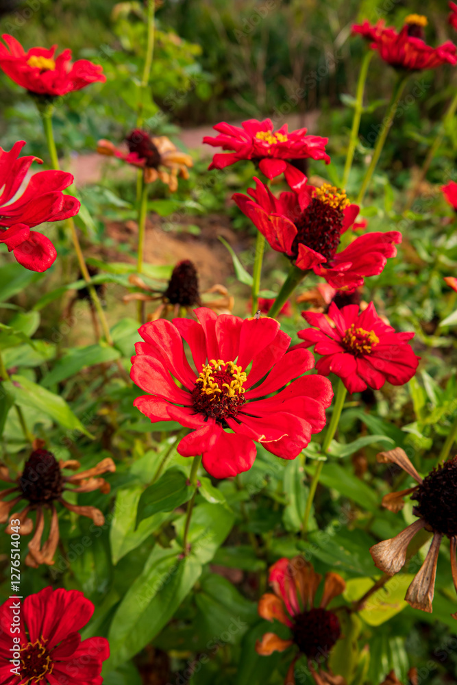 red zinnia in the garden red zinnia in the garden
