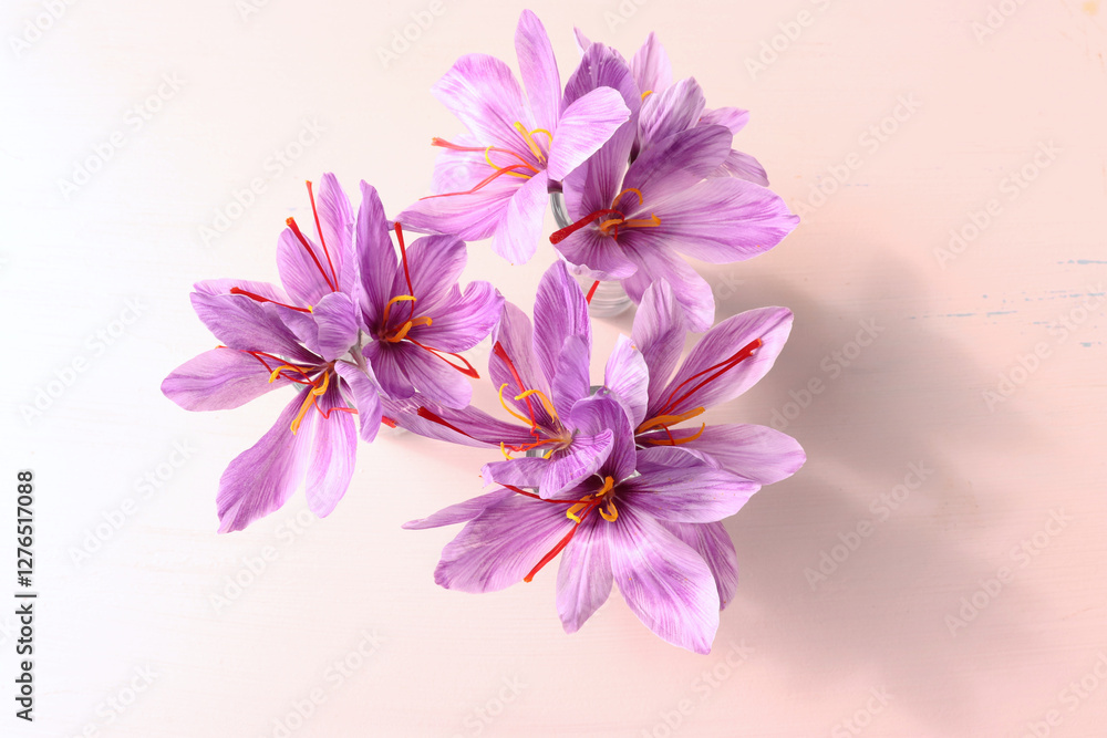 Crocus sativus, commonly known as saffron crocus on a pink background. It is among the world's most costly spices by weight. In October, the saffron is usually perfect for harvesting. Crocus sativus, commonly known as saffron crocus on a pink background. It is among the world's most costly spices by weight. In October, the saffron is usually perfect for harvesting.