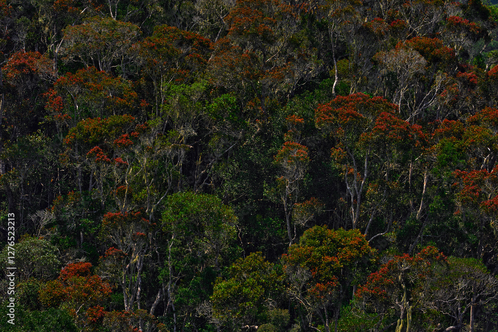 Green vegetation in Andasibe-Mantadia NP, Madagascar in Africa. Original native tropic forest in Madagascar, old trees in wet season in Africa. Travel in Africa jungle wildlife. Tropic forest on hills Green vegetation in Andasibe-Mantadia NP, Madagascar in Africa. Original native tropic forest in Madagascar, old trees in wet season in Africa. Travel in Africa jungle wildlife. Tropic forest on hills