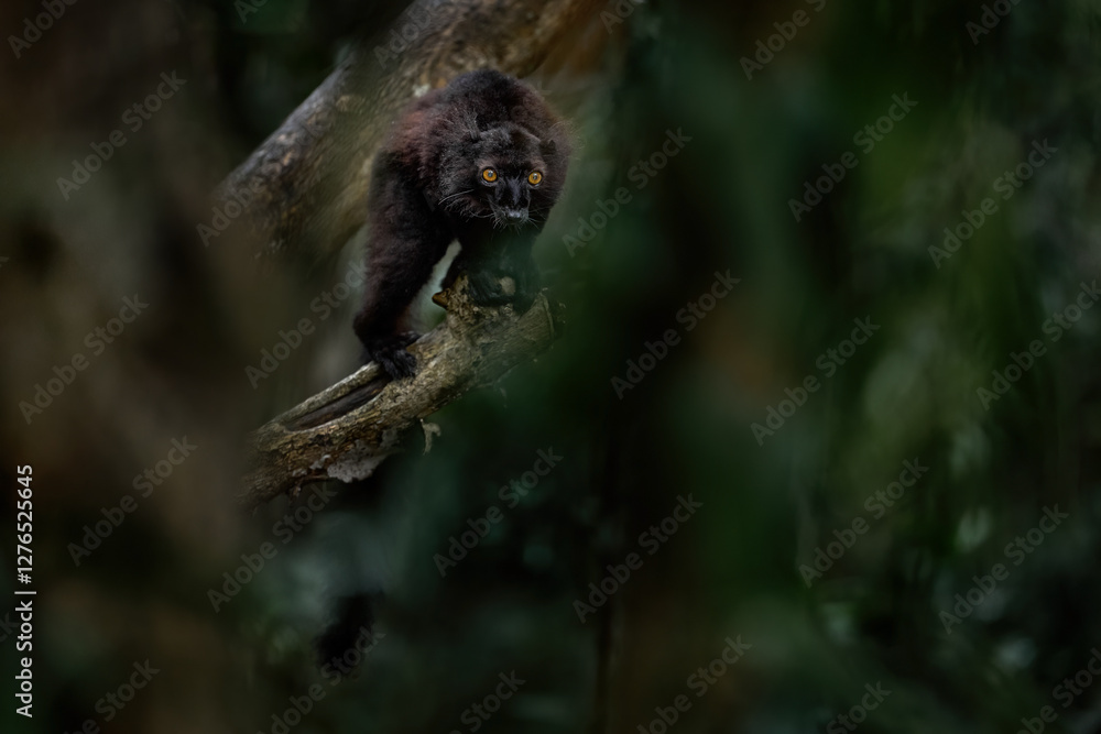 Black lemur, Eulemur macaco, face detail portrait with yellow eye. Park Nosy be Island in Madagascar. Red brown monkey on the tree, nature habitat in the green forest. Lemur in green. Black lemur, Eulemur macaco, face detail portrait with yellow eye. Park Nosy be Island in Madagascar. Red brown monkey on the tree, nature habitat in the green forest. Lemur in green.