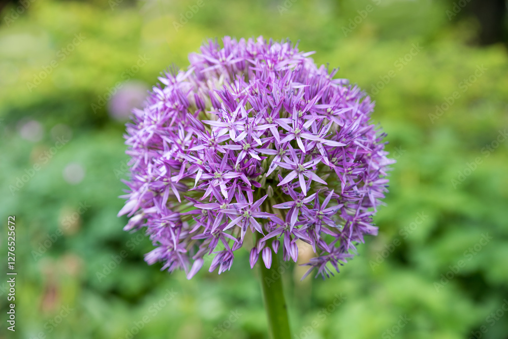 one purple allium blossom, blurry park background one purple allium blossom, blurry park background