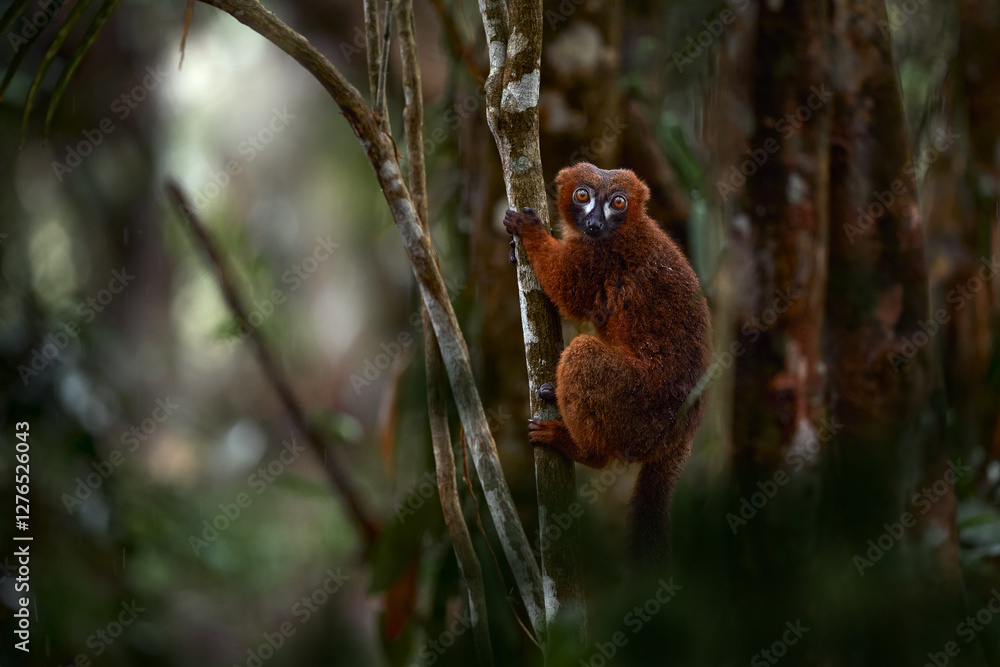 Red-bellied lemur, Eulemur rubriventer, Ranomafana NP, wild monkey in the habitat. Rare endemic lemur from Madagascar in Africa. Nature wildlife. Red-bellied lemur, Eulemur rubriventer, Ranomafana NP, wild monkey in the habitat. Rare endemic lemur from Madagascar in Africa. Nature wildlife.