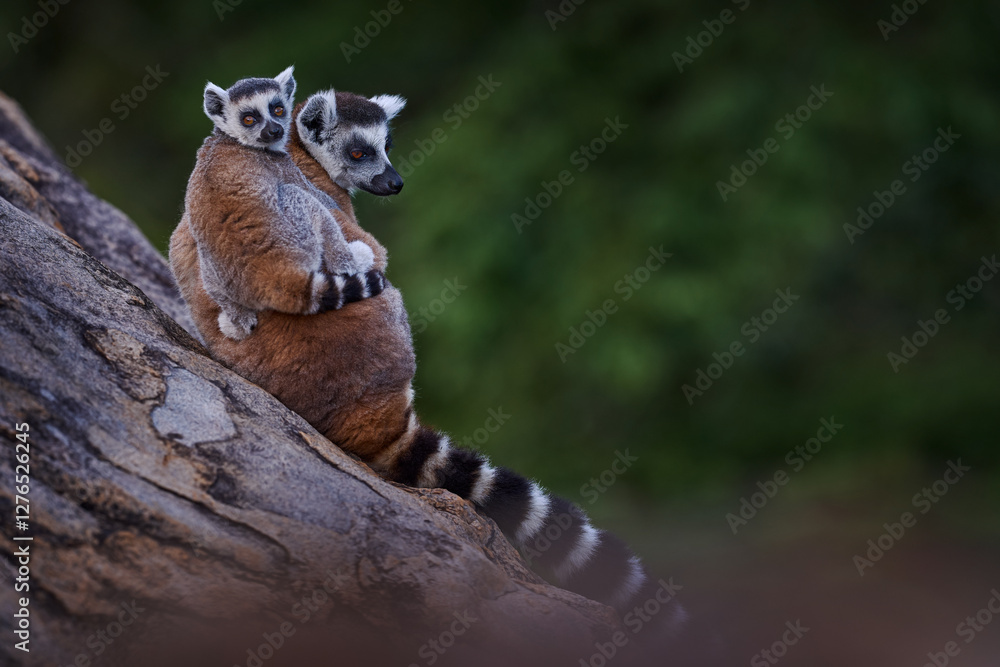 Fototapeta premium Madagascar wildlife. Monkey family, young cub. Madagascar wildlife, Ring-tailed Lemur, Lemur catta. Animal from Madagascar, Africa, orange eyes. Evening light sunset, Anja Nature Park. Monkey.