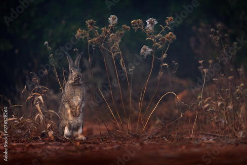 European Rabbit, Oryctolagus cuniculus algirus,  Parque Natural Sierra de Andujar in Spain. Cute animal in the nature habitat. Hare, orange evening light. Europe wildlife. photo