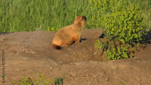 Wallpaper Mural The Steppe Marmot (Marmota bobak) looks around its burrow with great attention, close up. Torontodigital.ca