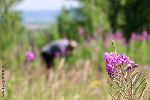 Defocused image of a process picking Ivan tea leaves. Close-up of a man collect leaves of the ivan tea plant, fireweed, willowherb or epilobium plant in field. Summer vibes