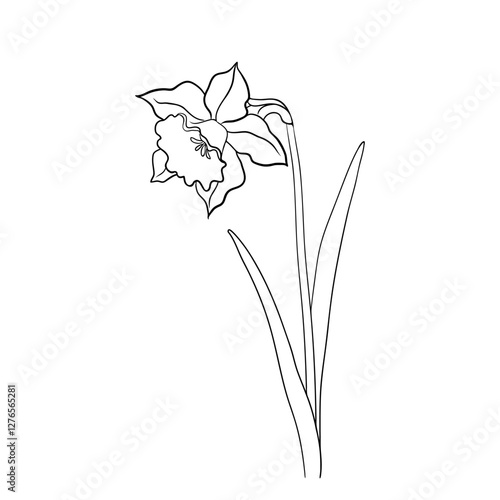 Line Drawing Of Narcissus Flower