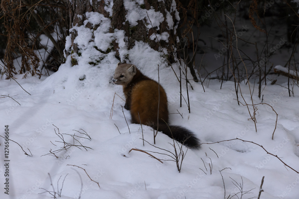 Fototapeta premium Pine Marten Martes americana Martes martes sitting on the snow covered ground debating on the safety of a pine tree