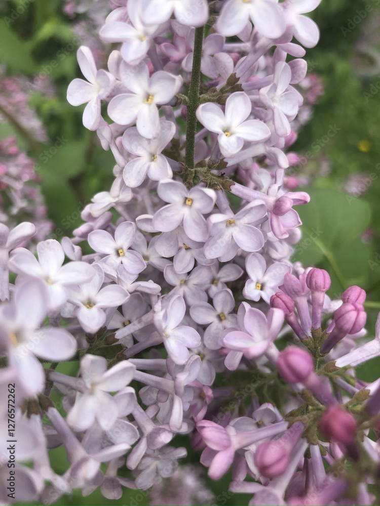 Lovely lilac flowers in bloom. Vertical photo of pale purple flowers with delicate petals. Lovely lilac flowers in bloom. Vertical photo of pale purple flowers with delicate petals.