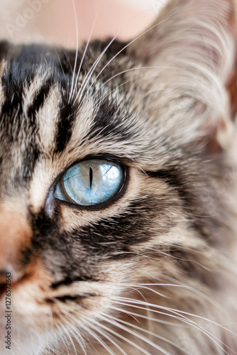 close up of a cat eye