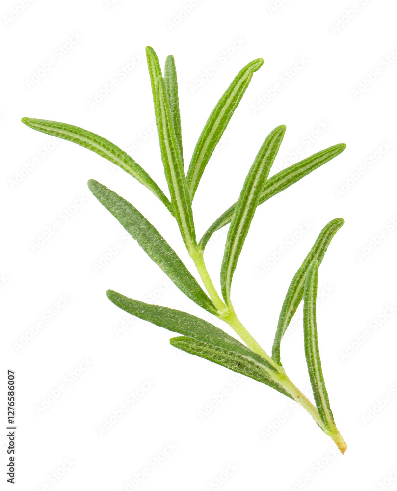 Fresh rosemary isolated on a transparent background. Fresh rosemary isolated on a transparent background.