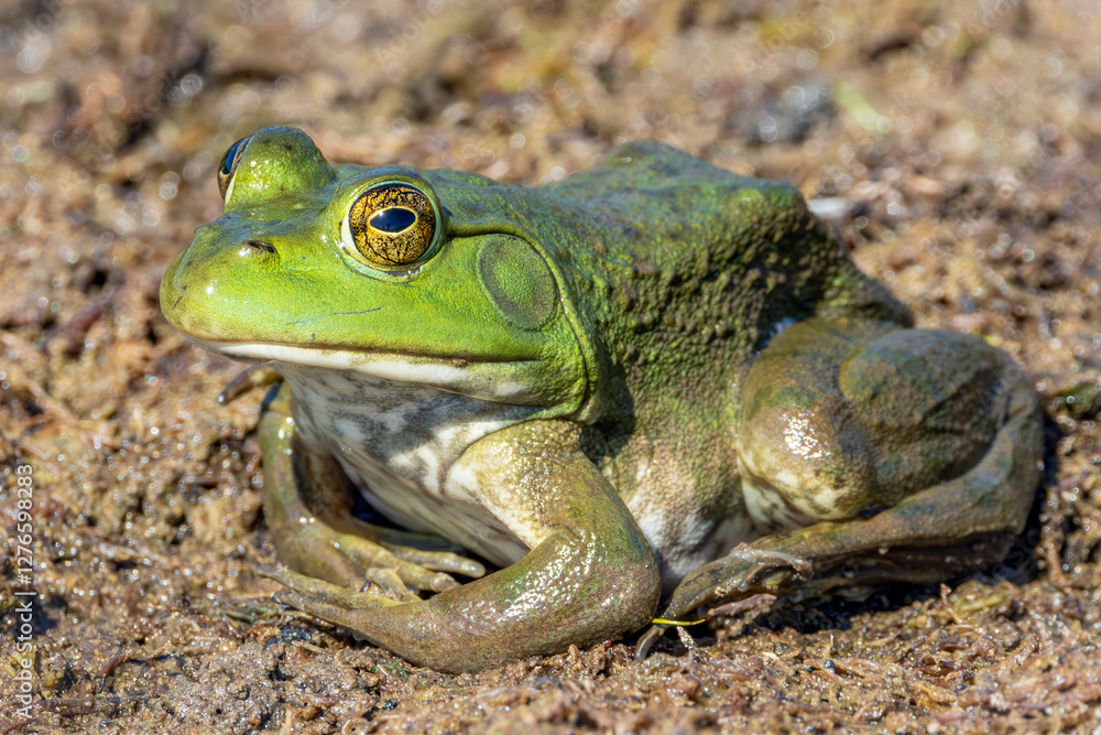 Close Up of an American Bullfrog on Muddy Ground Close Up of an American Bullfrog on Muddy Ground