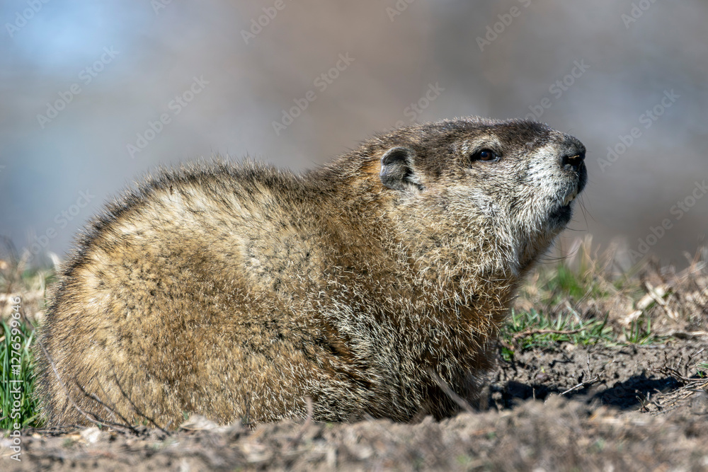 Close Up of a Groundhog, or Woodchuck Close Up of a Groundhog, or Woodchuck