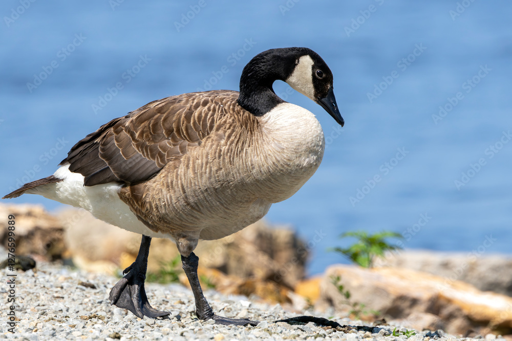 A Single Canada Goose Walking along a Rocky Shore A Single Canada Goose Walking along a Rocky Shore