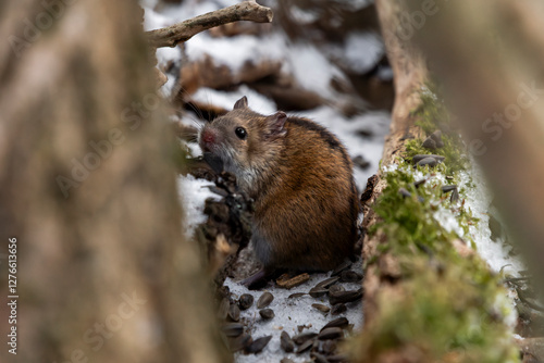 myszka mysz śnieg w zimę norka brązowa mała photo