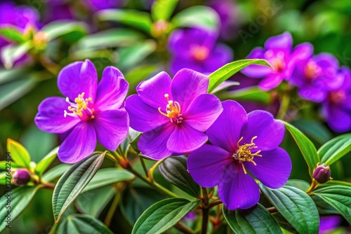 Asian Melastome's purple blooms, captured in breathtaking botanical photos using the rule of thirds composition.