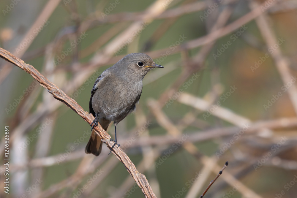 Fototapeta premium Young or female of the black redstart (Phoenicurus ochruros) 
