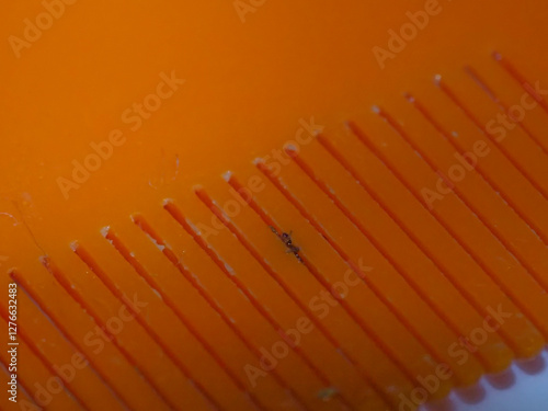 Canvas Print Close-up of an orange comb with a louse stuck between the teeth during hair comb